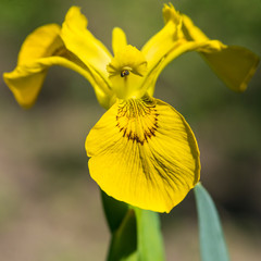Flag Iris