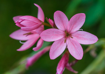 Pink Pretties