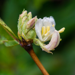 Scented Honeysuckle