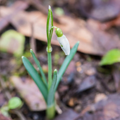 Snowdrop Emergence