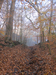 Obraz premium Autum dawn amidst beech woodlands collection 