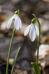 Spring snowdrop flowers blooming in sunny day