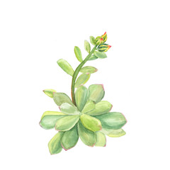 Botanical watercolor illustration of succulent echeveria on white background