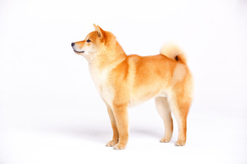 Shiba Inu dog on a white background