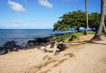 Beach with Tree