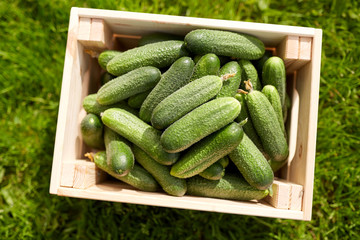 cucumbers in wooden box at summer garden