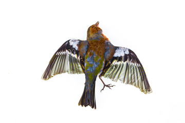 Fototapeta premium dead songbird on a white background isolated