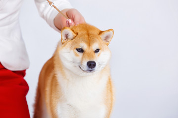 Shiba Inu dog on a white background