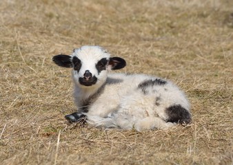 curious lamb standing on grass