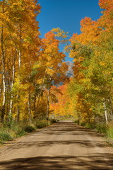 Obraz premium Golden Road