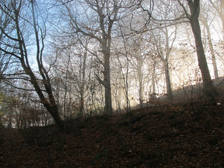 Autum dawn amidst beech woodlands collection 