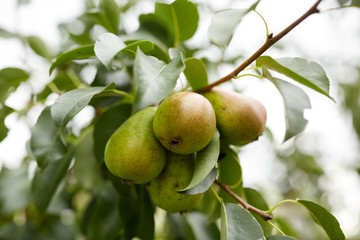 close up of pear tree branch