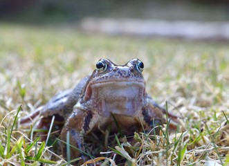  The Common Frog, Rana temporaria also known as the European Common Frog