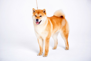 Shiba Inu dog on a white background