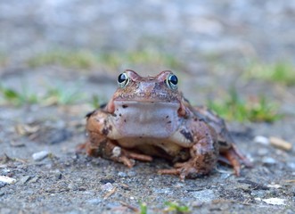 The Common Frog, Rana temporaria also known as the European Common Frog