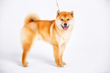 Shiba Inu dog on a white background