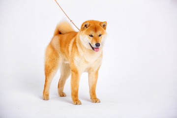 Shiba Inu dog on a white background