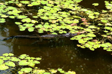Gator in the Glades