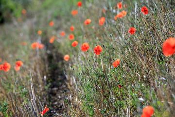 Fototapeta premium Red poppy flowers field, close up