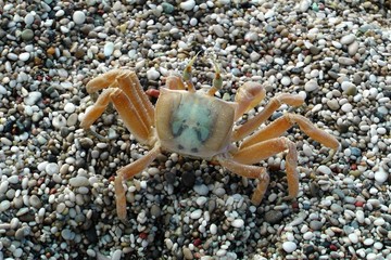 Orangefarbige Reiterkrabbe, Ocypode decapoda, am Strand von Karpathos, Griechenland