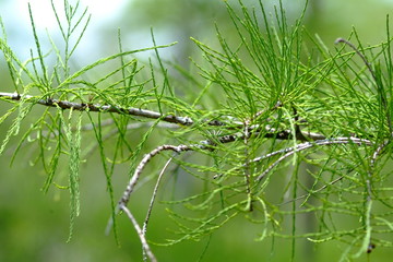 Cypress Close-up