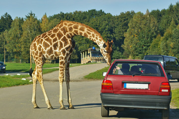 Giraffe und Autofahrer