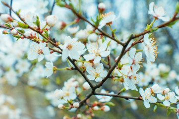 Blooming tree branch in spring garden with white flowers.