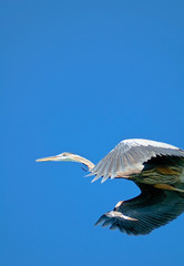 Blue Heron flies overhead