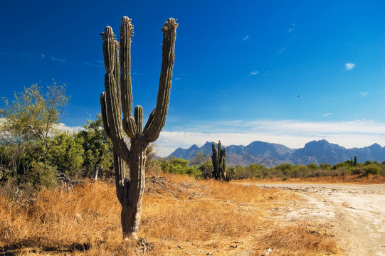 Cactus in the desert of Baja California