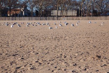 seagulls on th beach