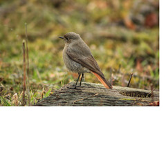 A bird in all its splendor.