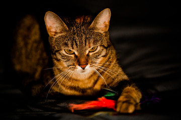 Beautiful tricolor cat lying on the sofa. Low key portrait.
