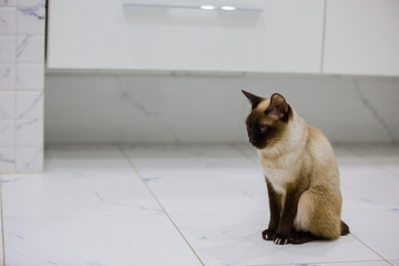 Portrait of scytch toy bob cat. Thailand cat sitting in the bathroom