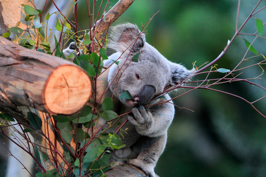 Koala climbing tree