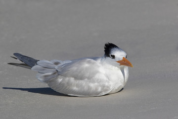 Royal Tern (Sterna maxima) sitting in the sand resting on a warm sunny day.