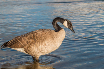Canada Goose in Shallow Water