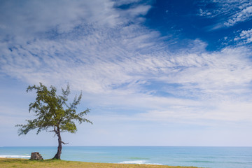 A Tree on a beach by the sea under a clear blue sky