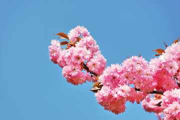 Flowering Japanese cherry tree