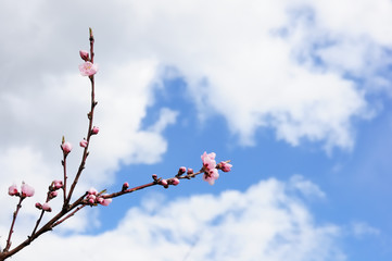Cherry tree branch against a a cloudy blue sky