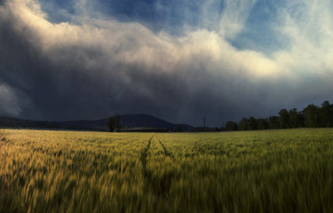 Fototapeta na wymiar wheat field with thunderstorm