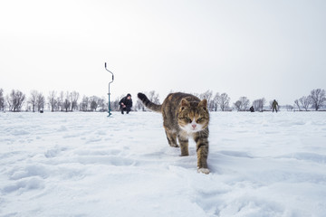 Winter fishing. Cat on snow