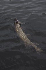Fototapeta na wymiar Pike fish in water