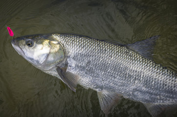 Asp fish in water