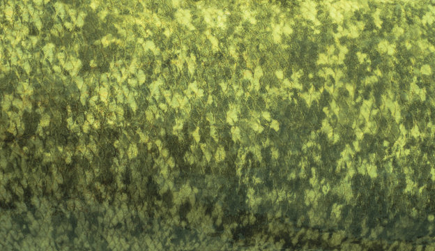 Fish camouflage. Silver carp scale skin