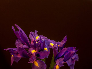 Purple iris on black with copy space