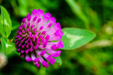Purple Flower
