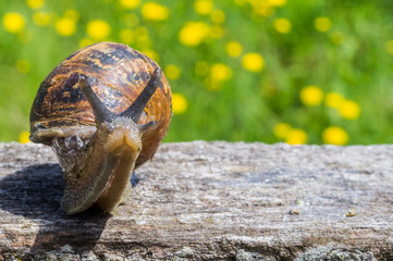 Curious Snail