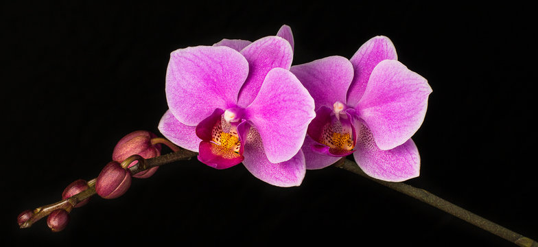 Pink Orchid