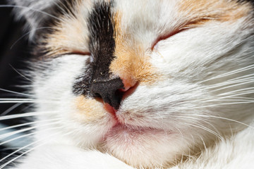 close up of nose and mouth of a cat
