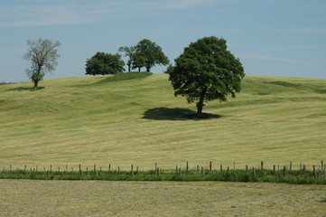 Farben und Formen. Gras, gewachsen, geschnitten, getrocknet